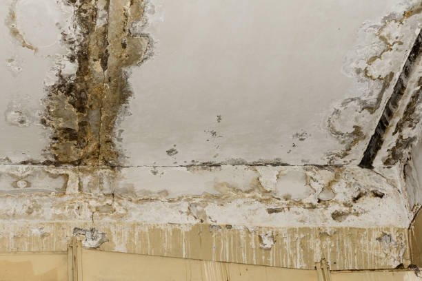 Why You Should Choose Our Mold Remediation Services in New River, AZ